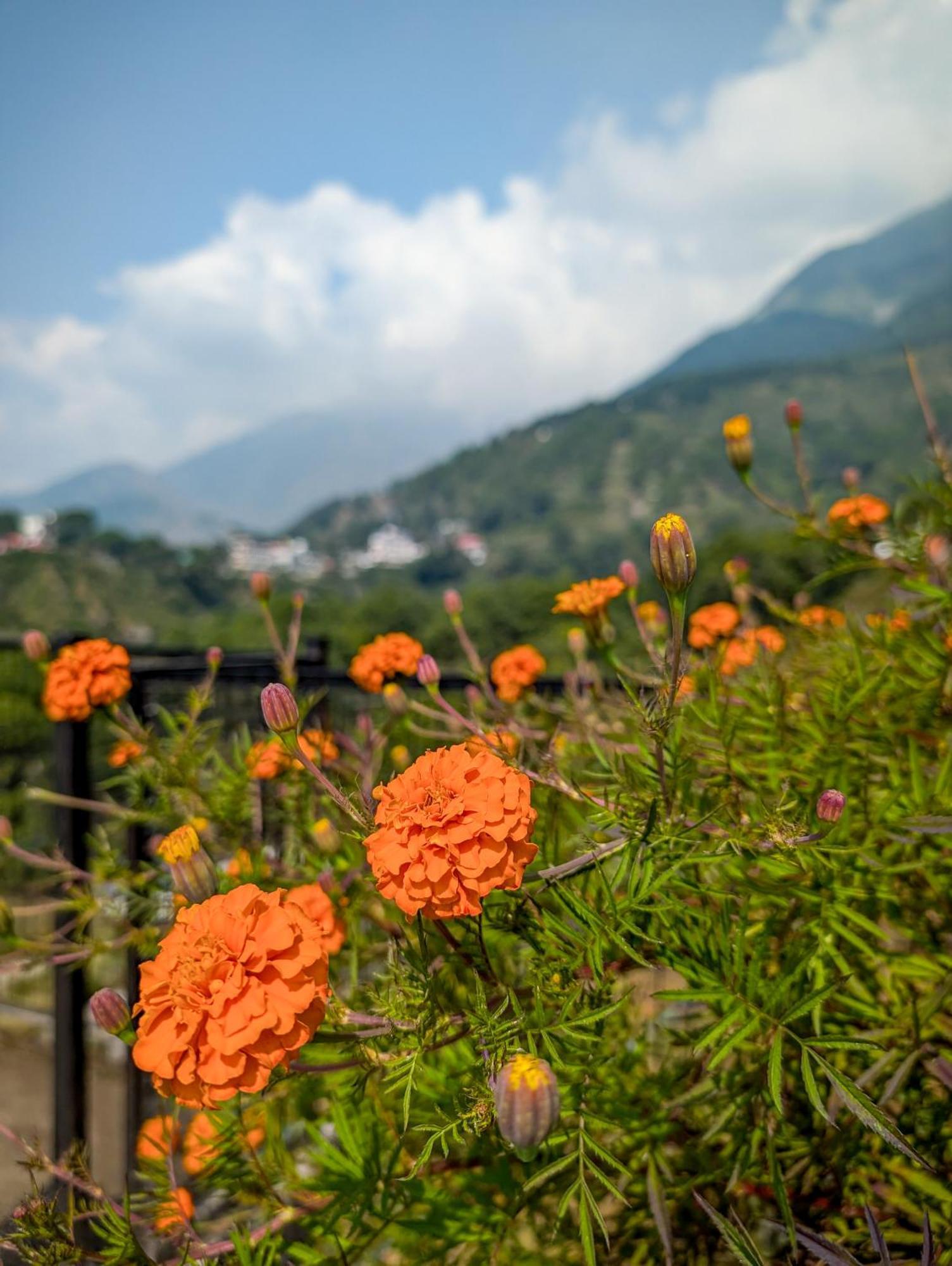 Hobo Hostel Dharamshala Eksteriør billede