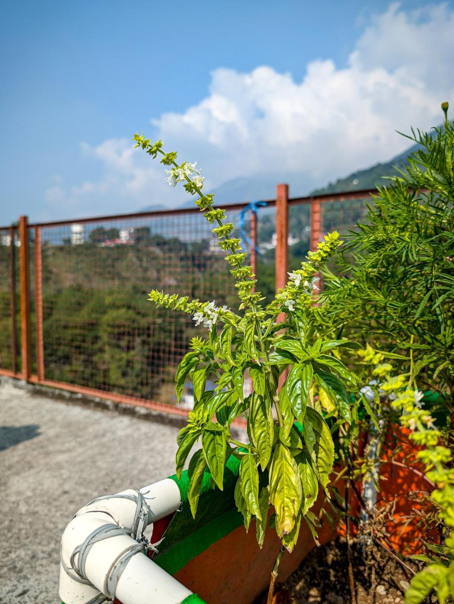 Hobo Hostel Dharamshala Eksteriør billede
