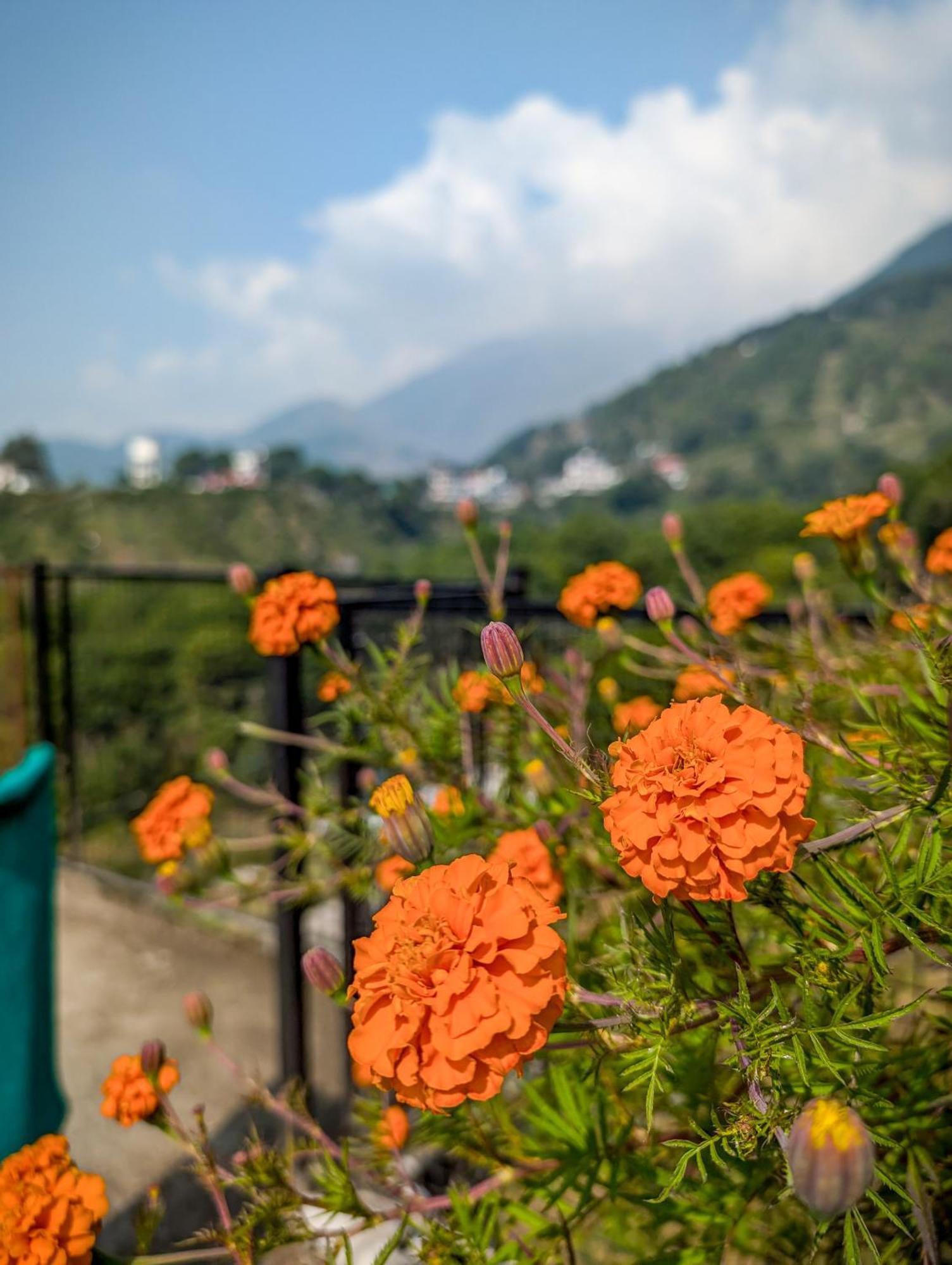 Hobo Hostel Dharamshala Eksteriør billede